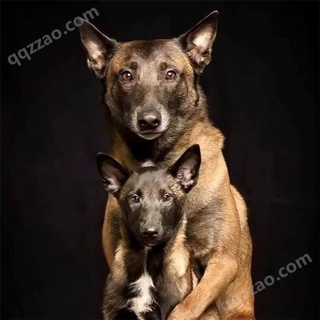 比利时爆红马犬 双血统幼犬出售 看家护院 宜养活聪明机灵