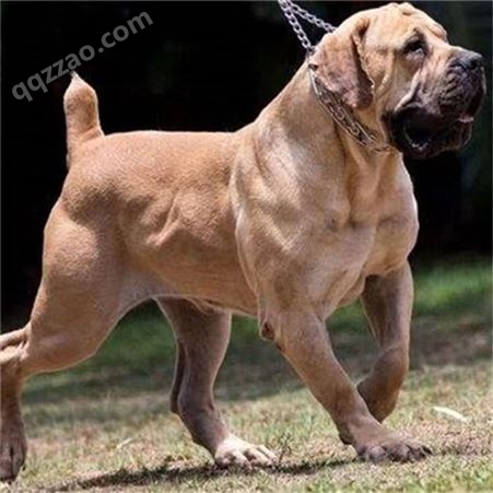 大型双血统比特犬幼犬 生长速度快 身体强壮 齐铄养殖