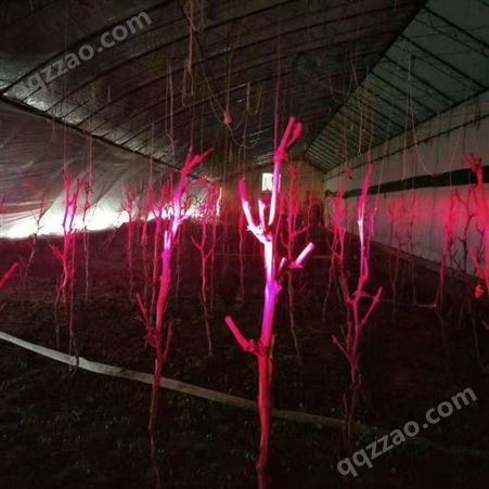 植物灯大棚补光灯红皎阳花卉补光灯一亩地一灯 一个月三度电安装简单
