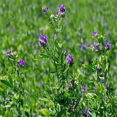 北方露地耐寒越冬紫花苜蓿种籽播多年生牧草深根草种根系发达
