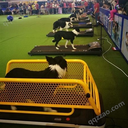 宠物跑步机中小犬运动装备带围栏批发零售 丽泽