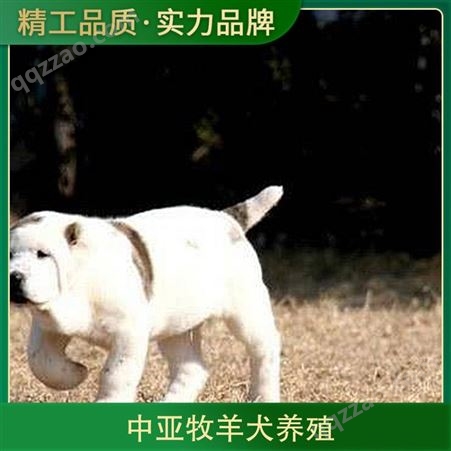 中亚牧羊犬养殖 规格幼崽 品种德国牧羊犬 成活率百分之87