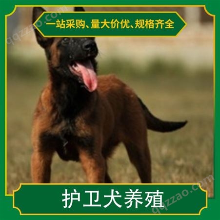 08护卫犬养殖 品种拉布拉多犬 别名黑背 颜色黄色 体重35cm