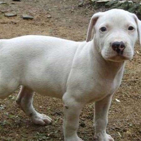 双血统阿根廷杜高犬 成年看家护院犬 适应性强 采食性广