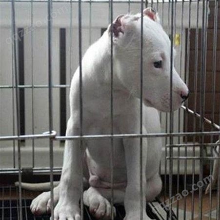 双血统阿根廷杜高犬 成年看家护院犬 适应性强 采食性广